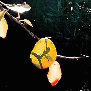 冬紅葉の俳句と季語