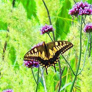 夏の蝶の俳句と季語