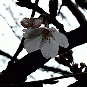 初桜の俳句と季語