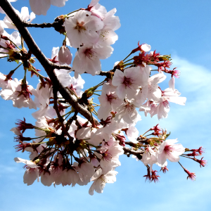 桜の俳句と季語