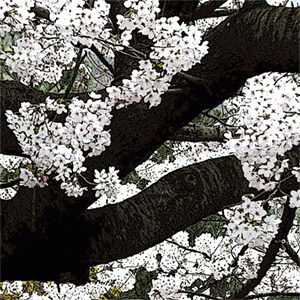 桜前線の俳句と季語