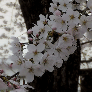 花の雲鐘は上野か浅草か