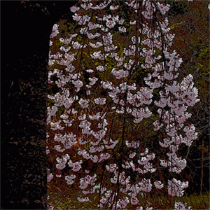 枝垂桜の俳句と季語