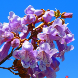 桐の花の俳句と季語
