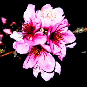 季語と俳句の桃の花
