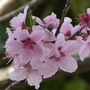 季語と俳句の桃の花