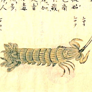 蝦蛄の俳句と季語