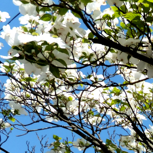 花水木の俳句と季語