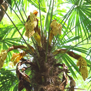 棕櫚の花の季語と俳句