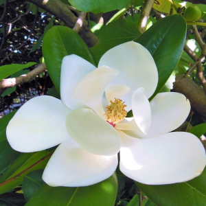 泰山木の花の季語と俳句