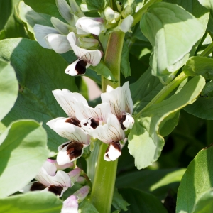 蚕豆の花