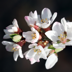山桜桃の花